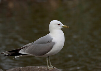 Common gull