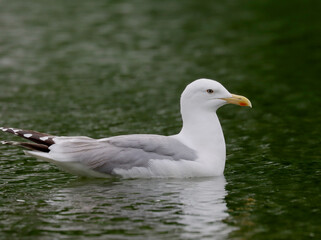 Herring gull