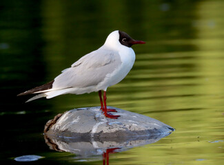 Black-headed gull