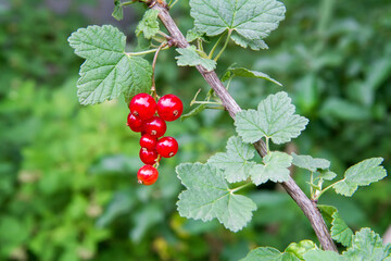 A branch of red currant in the garden. Ripe red currant berries.