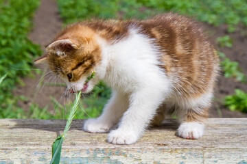A kitten bites a blade of grass. A kitten plays sitting on a bench in the garden.