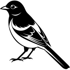 magpie silhouette vector style illustration,