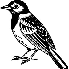 Bulbul bird sitting silhouette vector style illustration