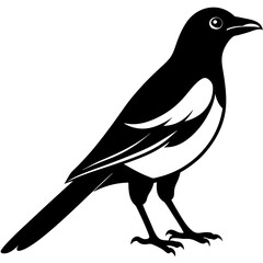 magpie silhouette vector style illustration,
