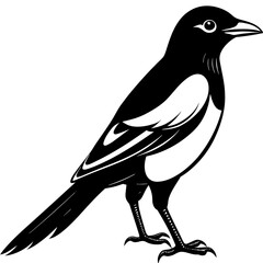 magpie silhouette vector style illustration,