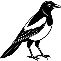magpie silhouette vector style illustration,