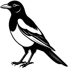 magpie silhouette vector style illustration,