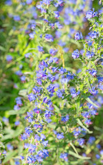 Blühender Natternkopf, Echium vulgare, in einer Nahaufnahme