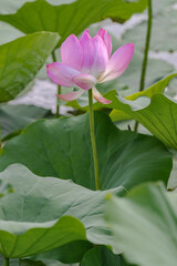 pink lotus flower