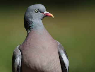 Wood pigeon