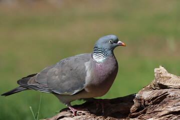 Wood pigeon