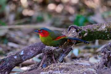 Scarlet-faced Liocichla - Liocichla ripponi is a bird in the Leiothrichidae family on branch live in nature.