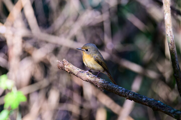 Female of Slaty Blue Flycatcher or Slaty-backed flycatcher (Ficedula tricolor) the beautiful brown bird. Birds live in tropical forest.