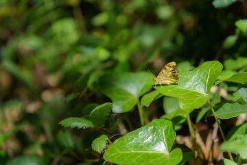 colorful butterfly perched on the sunlit ivy leaves