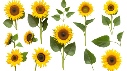 Obraz premium set of sunflowers
