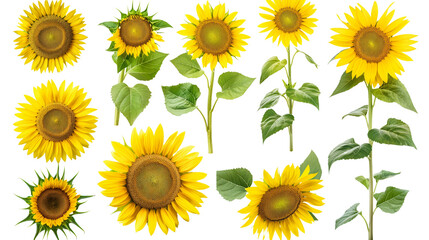 sunflowers with leaf leaves on transparent background