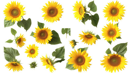 Collection set stalk of sunflower sunflowers flower floral plant with leaf leaves on transparent background © PixxStudio