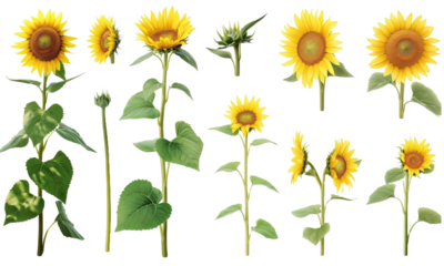 set of sunflowers isolated plant with leaf leaves on transparent background