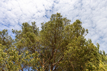 pine details during flowering in windy weather