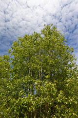 birch tree with green foliage in windy weather