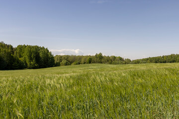 Obraz premium a field with green unripe barley in spring in windy weather