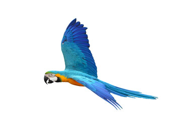 Colorful flying Blue and Gold Macaw parrot isolated on transparent background png file