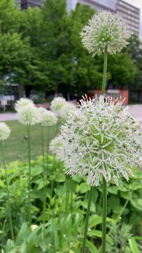 Lots of tall white allium