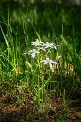 Star of Bethlehem, plants with flowers with white petals. Ornithogalum umbellatum.