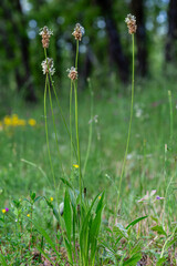 Plantago lanceolata. Ribwort plantain with its elongated stems with spikes in a forest clearing.