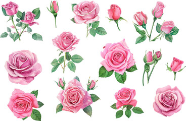 pink roses