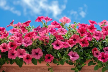 Fototapeta premium Red petunia flowers blooming against blue sky