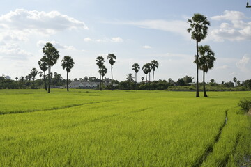 Lushing green rice fields in Thailand, sugar palm trees in the rice field