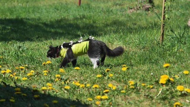 A cat after spaying in an apron on the grass.