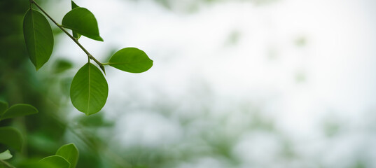 Nature of green leaf in garden at summer. Natural green leaves plants using as spring background cover page greenery environment ecology wallpaper
