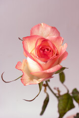 Pink and white  beautiful rose isolated on a white background.