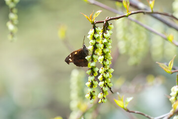 キブシの蜜を吸うテングチョウ
