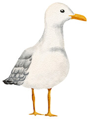 Watercolor Seagull Standing