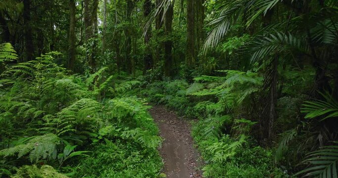 Path in the tropical forest in Bali. Nature background of a rainforest. 