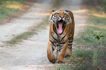 Obraz premium Royal Bengal tiger walking on the forest road with use selective focus 
