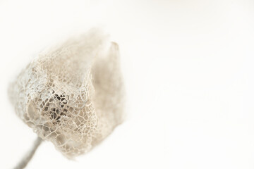 Physalis dried flower bud in the corner with light white background macro