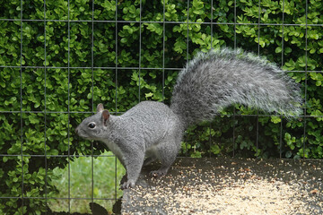 Closeup at a North-American Western Gray Squirrel, Sciurus griseus feeding at a bird feeder table