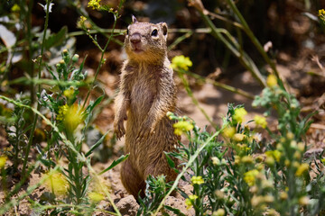 Squirrels of Los Angeles
