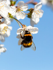 Bumblebee on a white flower tree against a blue sky. Macro