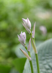 Fototapeta premium オオバギボウシの蕾