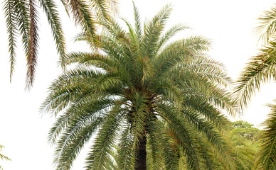Green palm branch isolated on white background