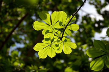 トチノキの若葉