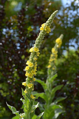 ビロードモウズイカ