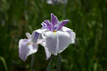 花の雨　ハナショウブ