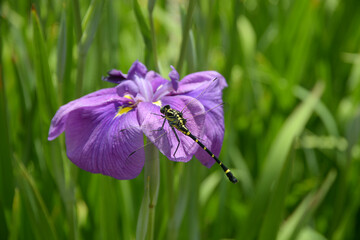 鬼ヤンマと花菖蒲