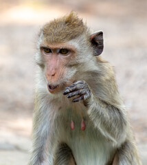 Naklejka premium Monkey outdoors in a tropical park